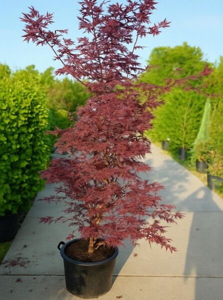 Roter Fächer-Ahorn (Acer palmatum 'Atropurpureum') im Topf, rotlaubig, 175–200 cm, Container C50