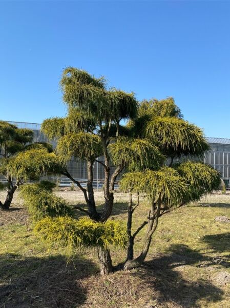 Gelbe Fadenzypresse 'Sungold' (Nr.1360) / Gelbe Fadenzypresse 'Sungold' (Nr.1360)