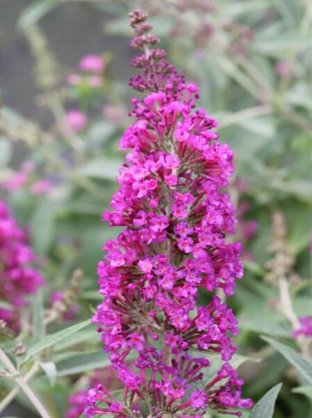 Zwerg-Sommerflieder &#039;Buzz® Magenta&#039; / Buddleja &#039;Buzz® Magenta&#039;