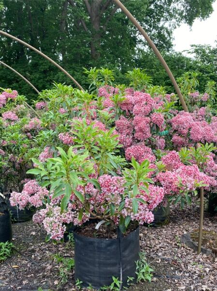 Kalmia latifolia 'Pinwheel' (Lorbeerrose/Berglorbeer) Solitär 100-120 cm, mit rosa-weißen Blütenständen im Topf