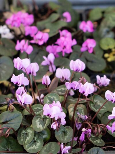 Frühlings-Alpenveilchen 'Icebrake Mix' / Cyclamen coum 'Icebrake Mix'
