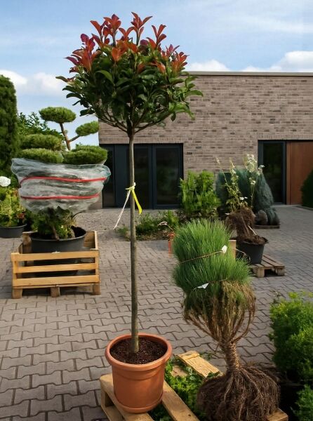 Photinia fraseri 'Red Robin' / Glanzmispel 'Red Robin' Hochstamm 150 cm Stamm C25 im Topf, Krone mit rotgrünem Laub.