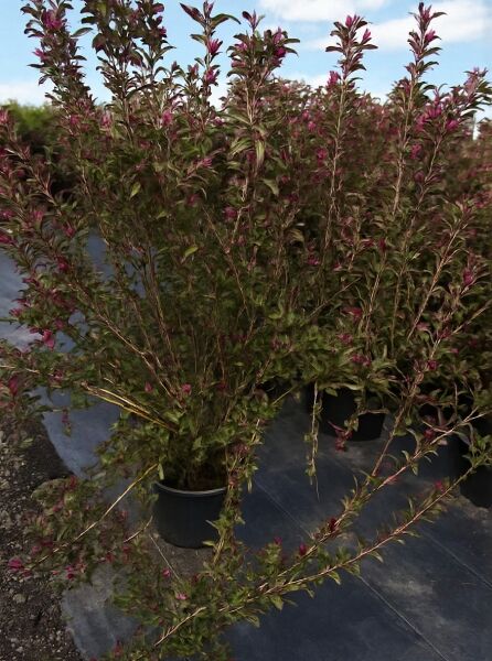 Weigela florida 'Marjorie' / Weigelie 'Marjorie' 125-150 cm C20, buschiger Strauch im Container mit grünem Laub und rosa Blütenknospen