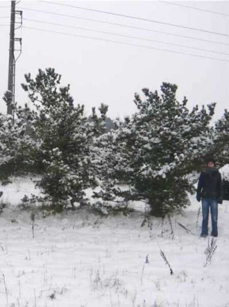 Pinus parviflora 'Glauca' / Blaue Mädchen-Kiefer, Solitär 350-400 cm m. Db., mehrstämmige Kiefer mit blaugrünen Nadeln.