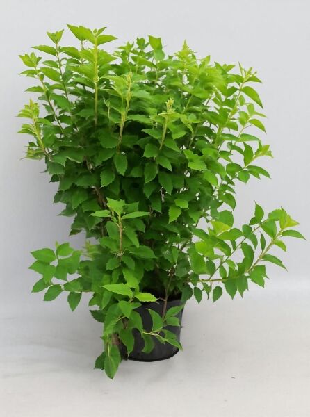Rispen-Hortensie Hydrangea paniculata 'Phantom', 100-125 cm, im C20-Topf mit grünem Laub und mehreren aufrechten Trieben.