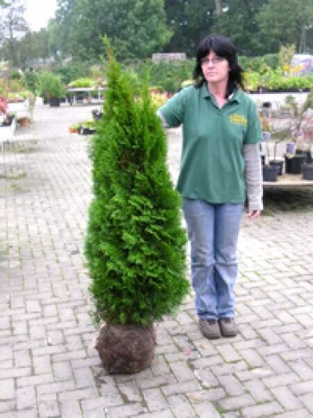 Thuja occidentalis 'Smaragd' / Lebensbaum 'Smaragd' / Smaragd-Lebensbaum
