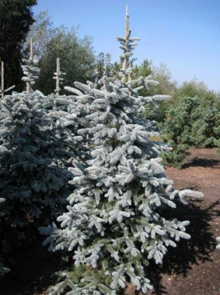 Stech-Fichte 'Hoto' (Picea pungens 'Hoto') 175-200 cm m. B., blaugrüne Nadeln, buschiger Wuchs im Containerbestand.