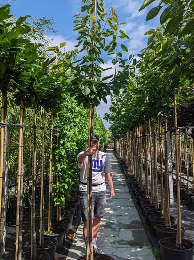 Süßkirsche Prunus avium 'Merchant' Hochstamm 12-14 StU im Container, junger Baum mit schlankem Stamm und grünen Blättern
