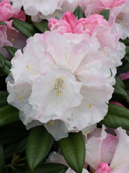 Rhododendron insigne 'Weisshorn' / Rhododendron 'Weisshorn'