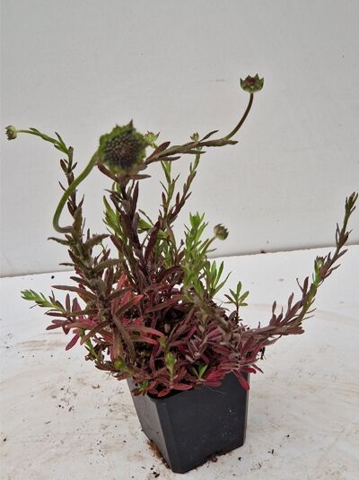 Jasione laevis 'Blaulicht' (Garten-Blauköpfchen) P9, Topfpflanze mit schmalen Blättern und knospigen Blütenköpfen.