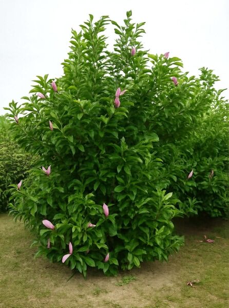 Magnolia liliiflora 'Susan' / Rote Tulpenmagnolie 'Susan', 250–300 cm m. Db., dichter Strauch mit grünen Blättern und rosa Knospen
