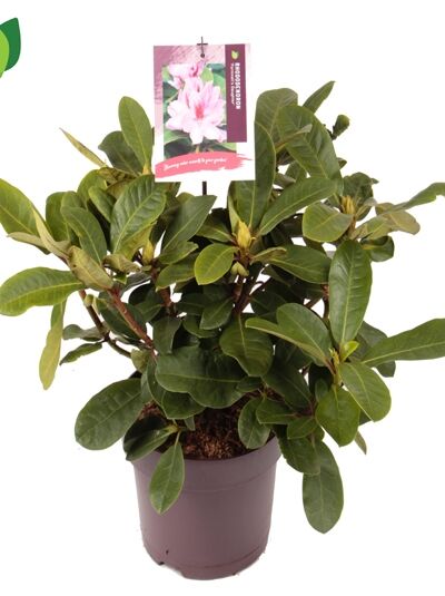 Rhododendron 'Furnivall's Daughter' / Rhododendron Hybride 'Furnivall's Daughter'