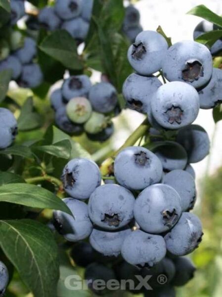Vaccinium corymbosum 'Goldtraube' / Heidelbeere Goldtraube