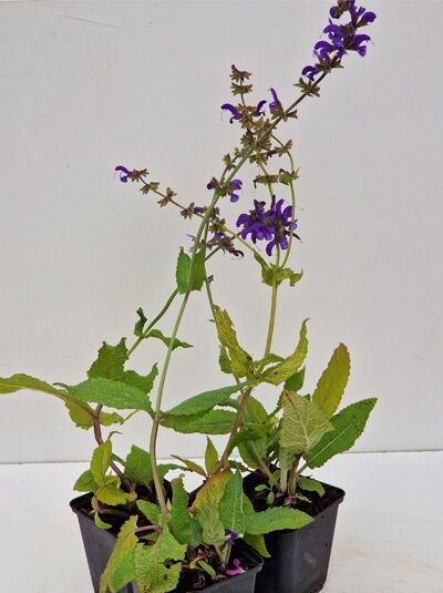 Salvia pratensis / Wiesen-Salbei P9, Topfpflanze mit aufrechten Stielen, violetten Blüten und grünen Blättern