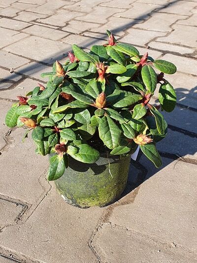 Rhododendron repens 'Scarlet Wonder' / Zwergrhododendron 'Scarlet Wonder' 20-25 cm C2 im Topf mit Knospen und grünen Blättern