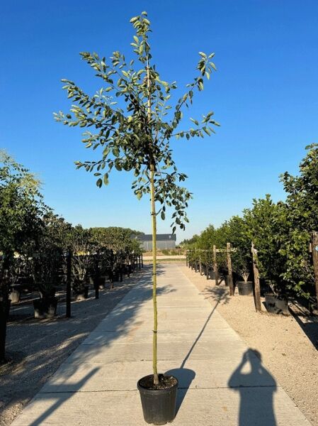 Kahle Felsenbirne 'Ballerina' (Amelanchier laevis) Hochstamm im Container, 8–10 StU, mit belaubter Krone