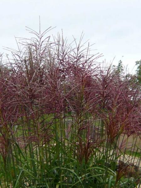 Chinaschilf 'Red Chief' / Miscanthus sinensis 'Red Chief'