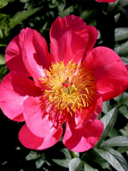Paeonia lactiflora Flame  /