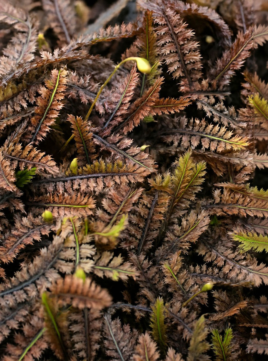 Farn-Fliederpolster 'Platt's Black' - Leptinella squalida 'Platt's Black'