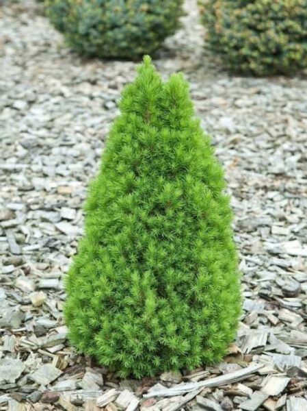 Picea glauca 'Zuckerhut' / Zwerg-Zuckerhut-Fichte