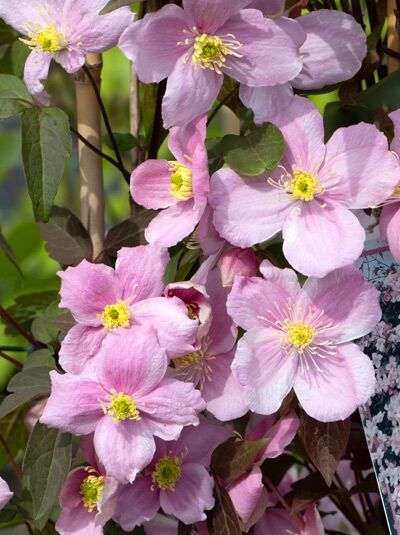 Anemonen-Waldrebe 'Mayleen' - Clematis montana 'Mayleen'