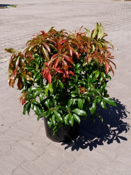 Pieris japonica 'Valley Rose' / Japanische Lavendelheide 'Valley Rose', 40-50 cm, C10, buschige Pflanze im Topf mit rotgrünem Laub