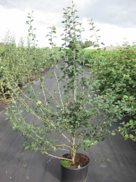 Echter Rotdorn 'Paul's Scarlet' / Crataegus laevigata 'Paul's Scarlet'