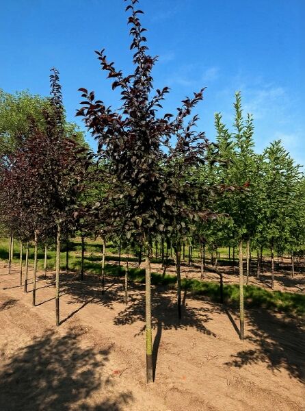 Malus 'Scarlet' / Zierapfel 'Scarlet' Hochstamm 12-14 StU mit dunkelrotem Laub und schlankem Stamm in Baumschulreihe.