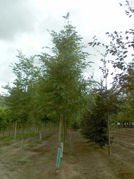 Ostrya carpinifolia / Gemeine Hopfenbuche, Hochstamm 25-30 StU m. Db., junger Baum mit schlankem Stamm und grüner Krone