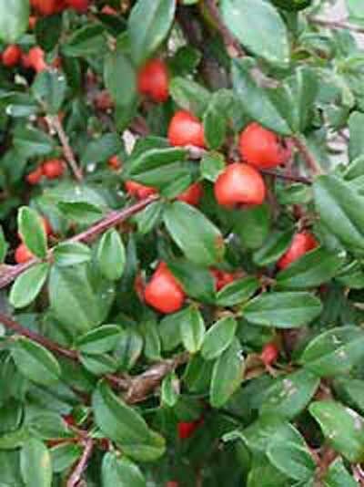 Schwedischer Zwergmispel 'Coral Beauty' / Cotoneaster suecicus 'Coral Beauty'