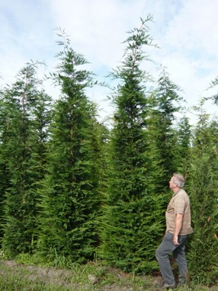 grüne Bastardzypresse 450-500 (Ballen Solitär) Cupressocyparis leylandii