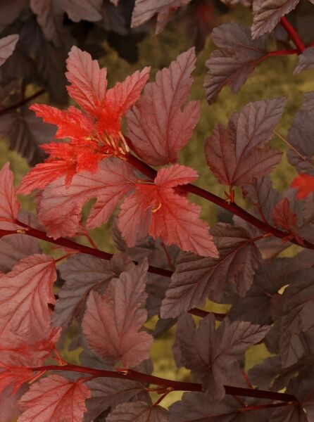 Blasenspiere 'Corona' ® / Blasenspiere 'Corona' ®