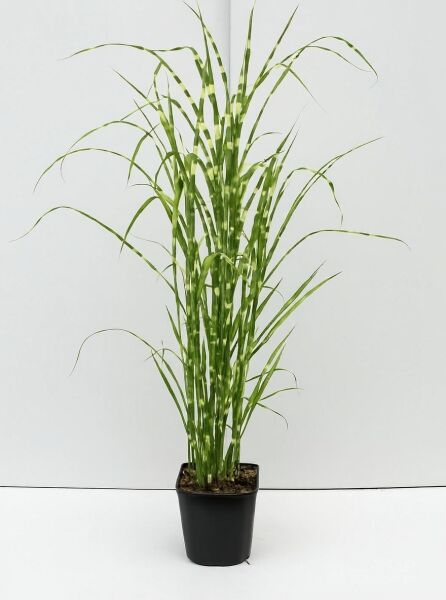 Miscanthus sinensis 'Strictus' (Stachelschweingras) im Topf, aufrechtes Zebra-Chinaschilf 'Strictus' mit grün-gestreiften Halmen, C5