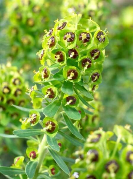 Euphorbia characias 'Black Pearl' / Mittelmeer-Wolfsmilch