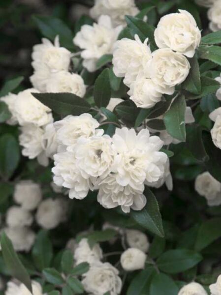 Banks-Rose / Rosa banksiae
