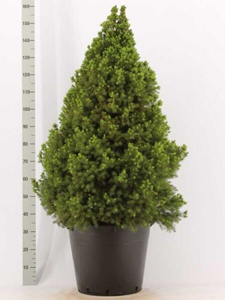 Picea glauca 'Conica' / Zuckerhut-Fichte 100-120 cm C15, kompakt kegelförmig, dicht benadelt im Topf