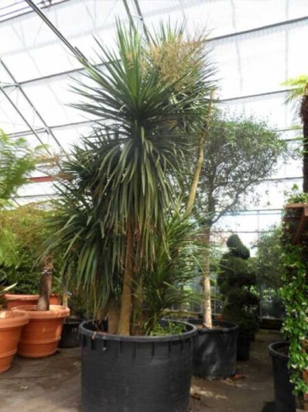 Keulenlilie / Cordyline australis