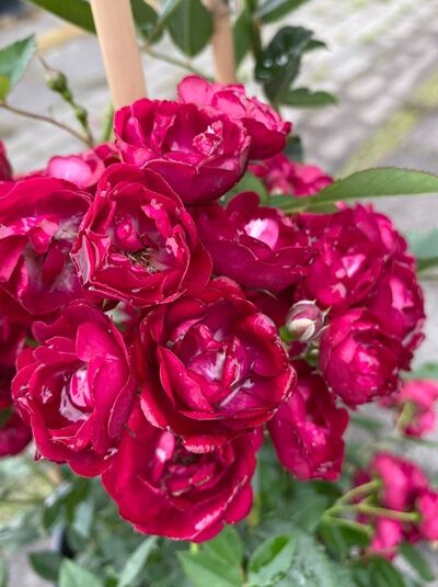 Kletterrose Rosa 'Perennial Domino' mit dicht gefüllten, dunkelrosa Blüten in Dolden und grünen Blättern