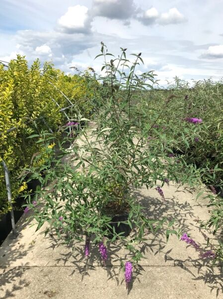 Schmetterlingsflieder Buddleja davidii 'Ile de France', 150-175 cm C20, Strauch im Container mit langen violetten Blütenrispen