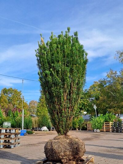 Säulenkopf-Eibe / Säulenkopf-Eibe