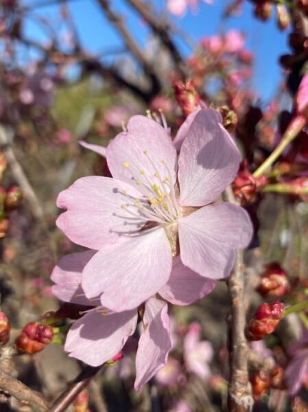 Scharlach-Kirsche 'Charles Sargent' / Prunus sargentii 'Charles Sargent'