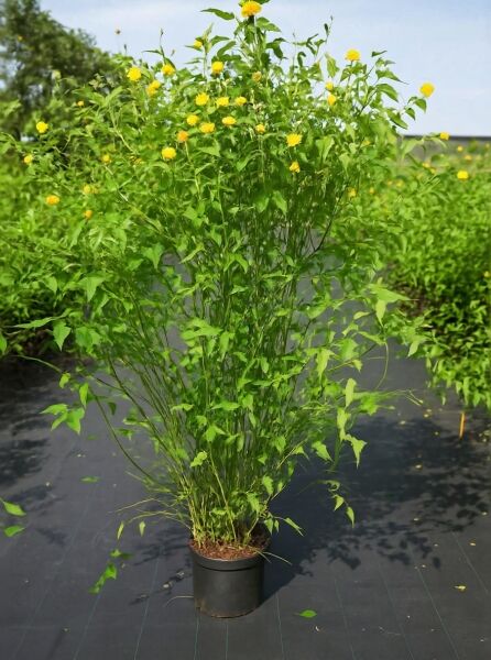 Kerria japonica 'Pleniflora' / Gefüllter Ranunkelstrauch 125-150 cm C20, Strauch im Container mit gelben gefüllten Blüten.
