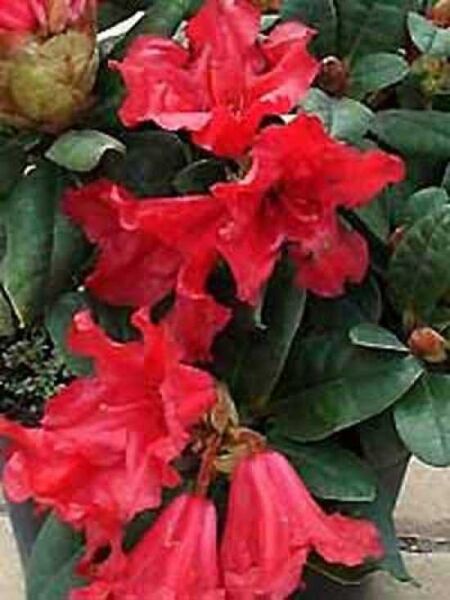 Zwergrhododendron 'Scarlet Wonder' / Rhododendron repens 'Scarlet Wonder'