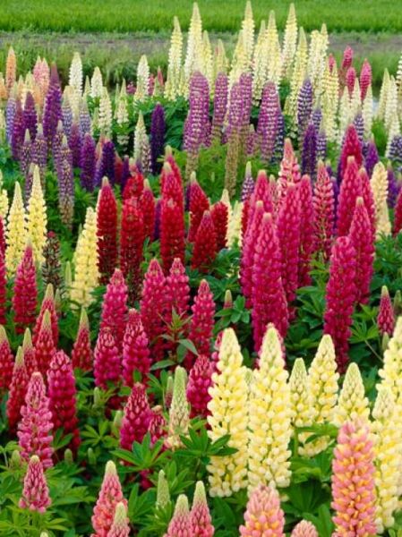 Garten-Lupine 'Russell Hybrids' / Lupinus 'Russell Hybrids'
