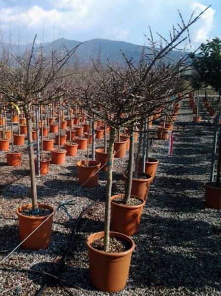 Geflügeltes Pfaffenhütchen / Korkspindel / Geflügeltes Pfaffenhütchen / Korkspindel