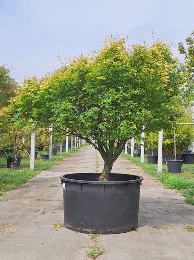 Japanischer Ahorn / Fächer-Ahorn 'Orange Dream' 250-300 cm - Acer palmatum 'Orange Dream' (876291)