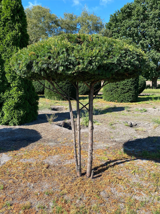 Heimische Eibe Schirm (Nr.1224) - Taxus baccata 170 cm breit x 210 cm hoch  Stammhhe 160 cm