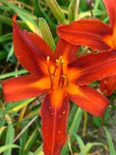 Garten-Taglilie / Beet-Taglilie 'Sammy Russell' / Garten-Taglilie / Beet-Taglilie 'Sammy Russell'