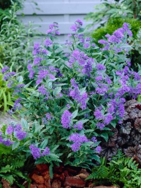Bartblume 'Heavenly Blue' / Caryopteris clandonensis 'Heavenly Blue'