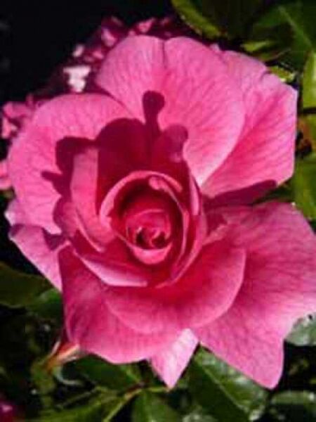 Bodendeckerrose 'Palmengarten Frankfurt' / Rosa 'Palmengarten Frankfurt ®'